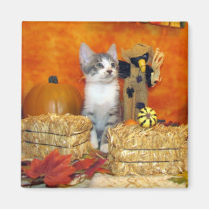 Aimant d'automne de la côtelette de porc - Chat /