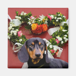 Aimant de basset allemand d'amour