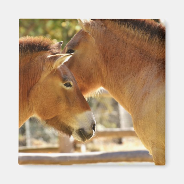 Aimant De beaux chevaux (Devant)