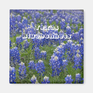 Aimant de Bluebonnets de fleur d'état du Texas