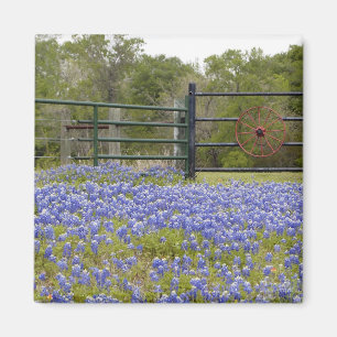 Aimant de Bluebonnets de Texas