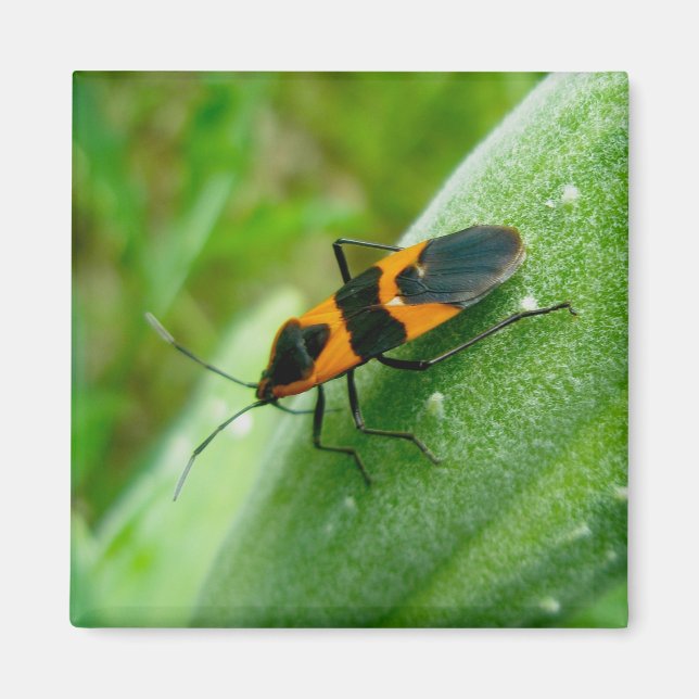 Aimant de bug d'algue (Devant)