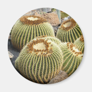 Aimant de cactus