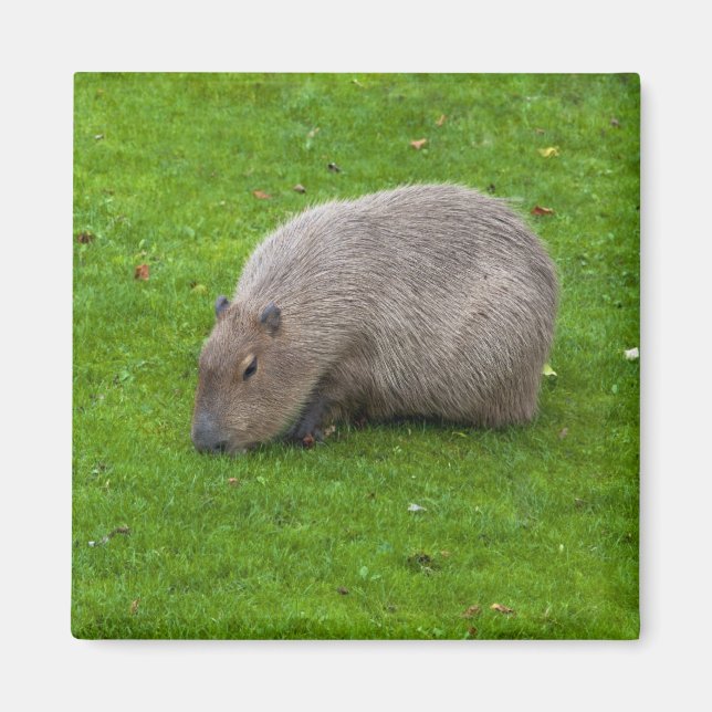 Aimant de capybara (Devant)