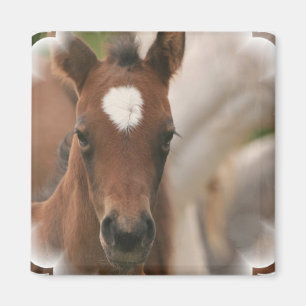 Aimant de carré de bébé de cheval