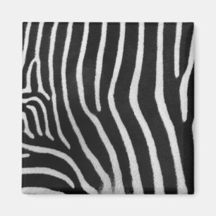 Aimant de carré de motif de rayure de zèbre