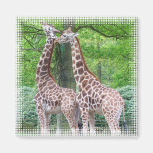 Aimant de carré de paires de girafe
