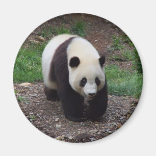 Aimant de cercle de photo de panda géant