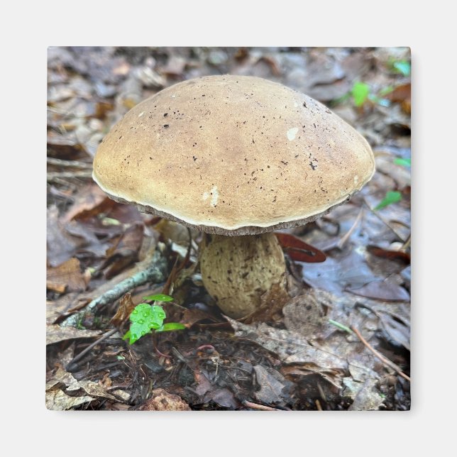 Aimant de champignon (Devant)