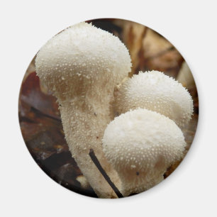 Aimant de champignon commun