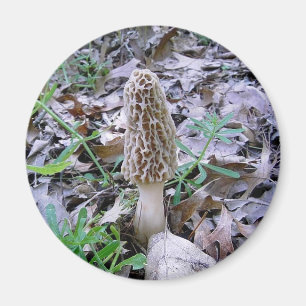 Aimant de champignon morel