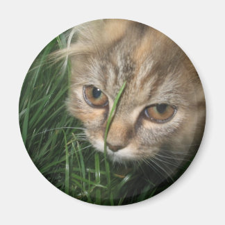 Aimant de chat
