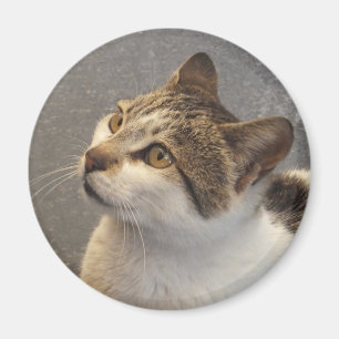 Aimant de chat