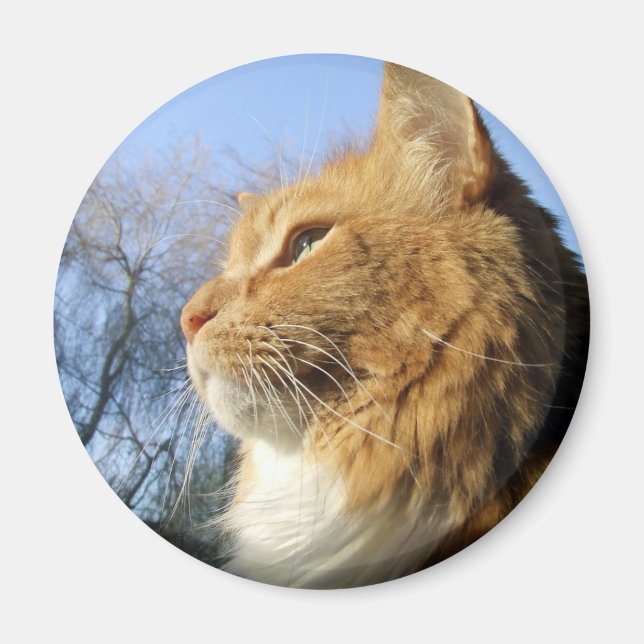 Aimant de chat bleu ciel (Devant)