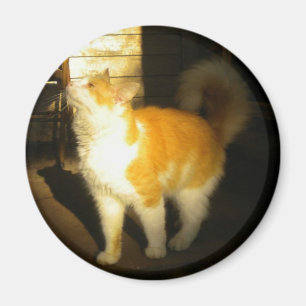 Aimant de chat d'or