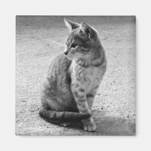 Aimant de chat gris