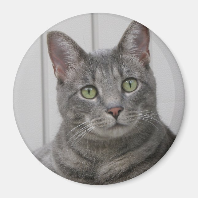 Aimant de chat mignon (Devant)