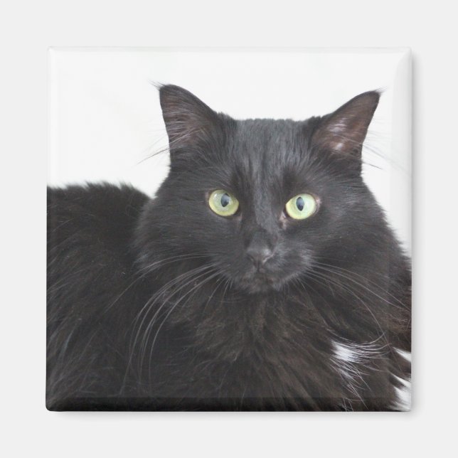 Aimant de chat noir (Devant)