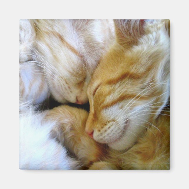 Aimant de chatons à bascule (Devant)