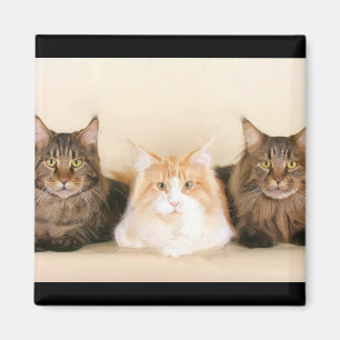 Aimant de chats de ragondin du Maine