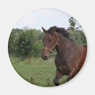 Aimant de cheval de baie