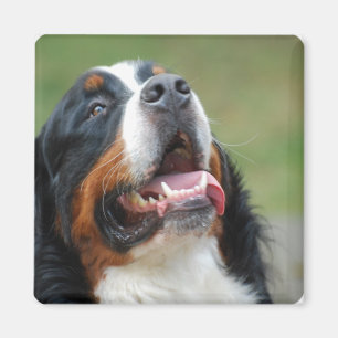 Aimant de chien de Berner Sennenhund