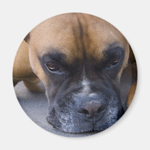 Aimant de chien de boîte de repos