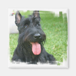 Aimant de chien de Terrier d'écossais