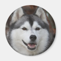 Aimant de chien Husky