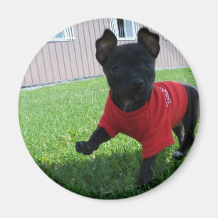 Aimant de chiot de chiwawa