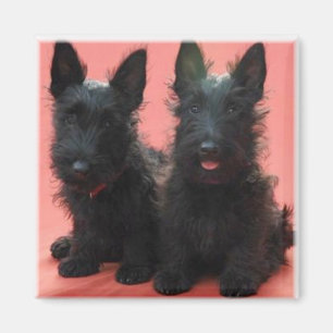Aimant de chiots de Terrier d'écossais