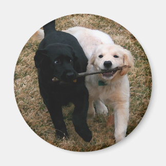 Aimant de chiots noir et blanc