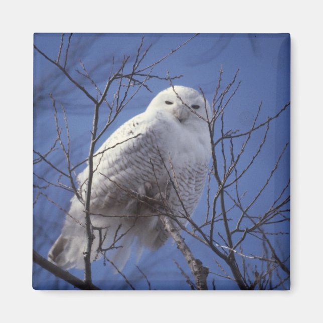 Aimant de Chouette neigeuse (Devant)