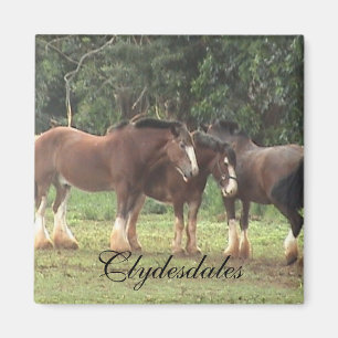 Aimant de Clydesdale