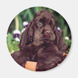 Aimant de cocker de chocolat