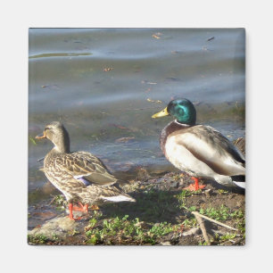 Aimant de couples de canard de Mallard