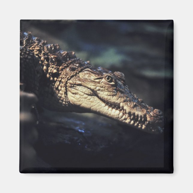 Aimant de crocodile caïman (Devant)