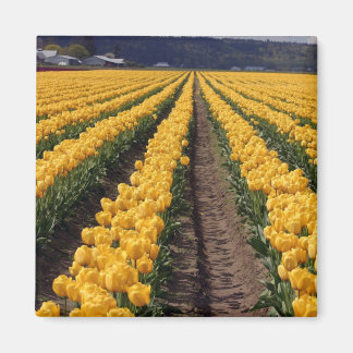 aimant de cuisine tulipes