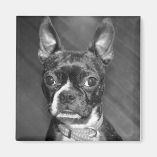 Aimant de Cute Boston Terrier