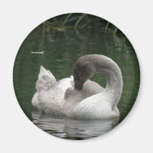 Aimant de cygne dormant
