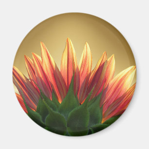 Aimant de ~ d'or de tournesol