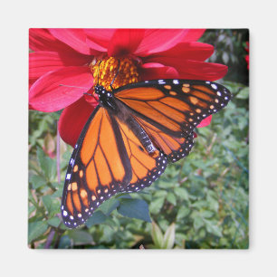 Aimant de ~ du monarque 4