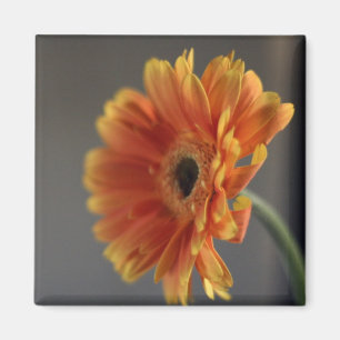 Aimant de fleur