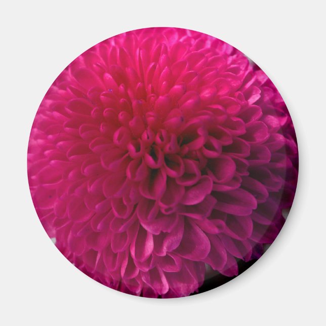 aimant de fleur de macro rose chaud (Devant)