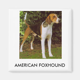 Aimant de fox-hound américain