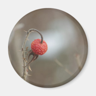Aimant de fruits Roses sauvages