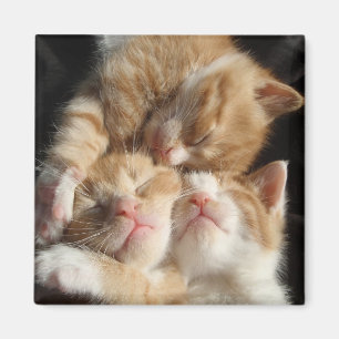 Aimant de gentillesse de chaton