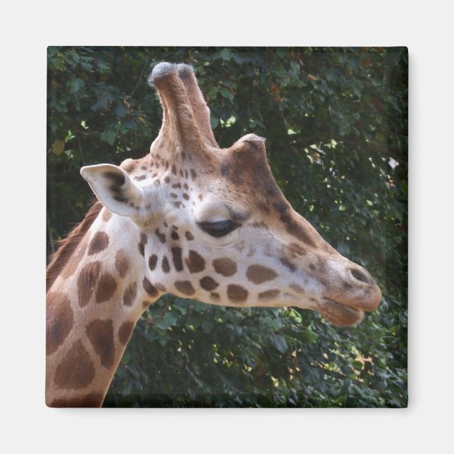 Aimant de girafe (Devant)