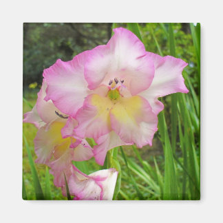 Aimant de Gladiola