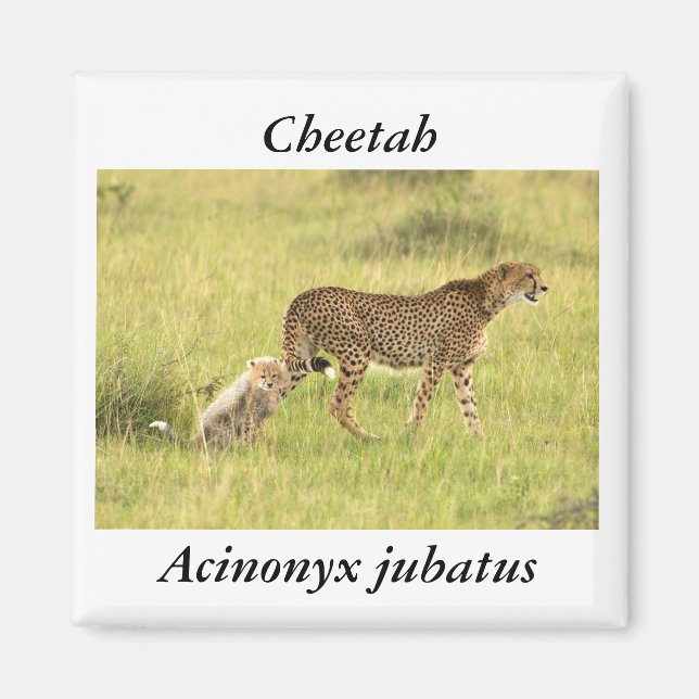 Aimant de guépard (Devant)